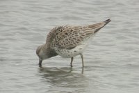 great knot.jpe