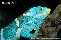 Fiji-crested-iguana-sitting-on-branch.jpg