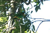 Brassy-breasted tanager.jpg