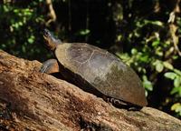 Black Wood Turtle.jpg