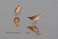 Sandpiper Sharp-tailed Hansch.jpg