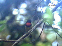 scarlet-breasted-flowerpecker-ca.jpg