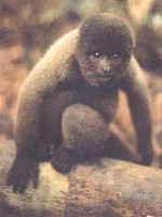 woolly-monkey.jpg
