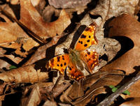 Polygonia comma4024.jpg