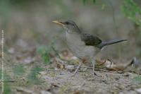 AfThrush4919.jpg