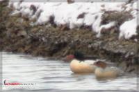 051220 Chinese Merganser0114.jpg