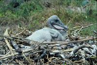 brown pelican nestling.jpg