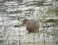 Garganey1 23 8 05.jpg