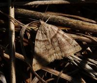 moth5080.jpg