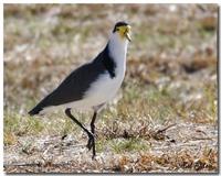 59486514.SpurWingPlover.jpg