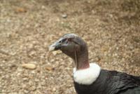 andean condor female.jpg
