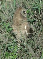 Marsh Owl 2005-01-17-0130.jpg