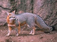 gray fox.jpg