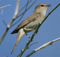 common-nightingale-kaz.jpg