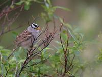 whitecrowned~sparrow~510.jpg