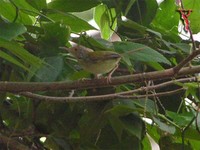 Bird034 Common Tailorbird.jpg