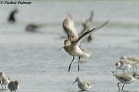 asian dowitcher 001 pp.jpg