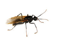 Camponotus3513.jpg