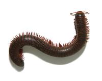 millipede4.jpg