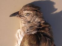 little bronze cuckoo at mehara 1 ct.jpg
