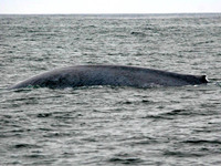 blue whale 4 shelmerdine 20061014.jpg