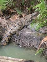 crocodylusmoreletii.jpg