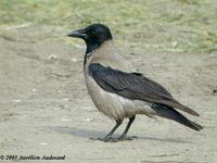 hooded crow 18062002  ouessant france.jpg