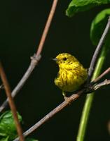 yellow~warbler~704.jpg
