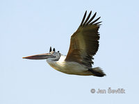 pelicanus philippensis 3.jpg