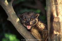 two spotted palm civet.JPG