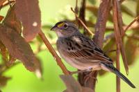 Grassland sparrow.jpg