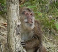 macaque1.jpg