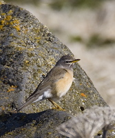 eyebrowed thrush.jpg