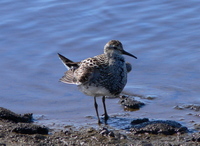 displaying pectoral sandpiper.jpg