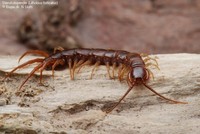 Lithobius forficatus 00072.jpg