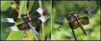 libellula luctuosa.jpg