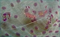 Anemone shrimp.jpg