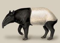 Tapirus indicus.jpg