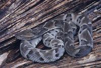 Bothrops mojeni.jpg