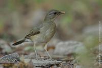 AfThrush4487.jpg