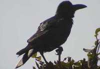 Large-billed Crow.jpg