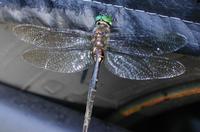 dragonfly5.jpg