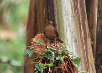 Clay-Colored Robin - Seen thoughout trip.jpg