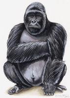 Gorilla beringei.jpg