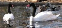 black neck swans.jpg
