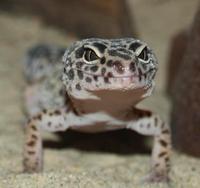leopardgecko2.jpg