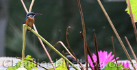 kingfisher 01.jpg