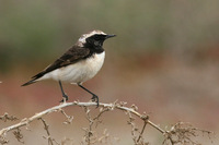 P-Wheatear1.jpg