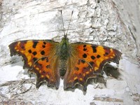 JCS Polygonia c-album 29513.jpg