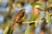 Rusty-margined flycatcher.jpg